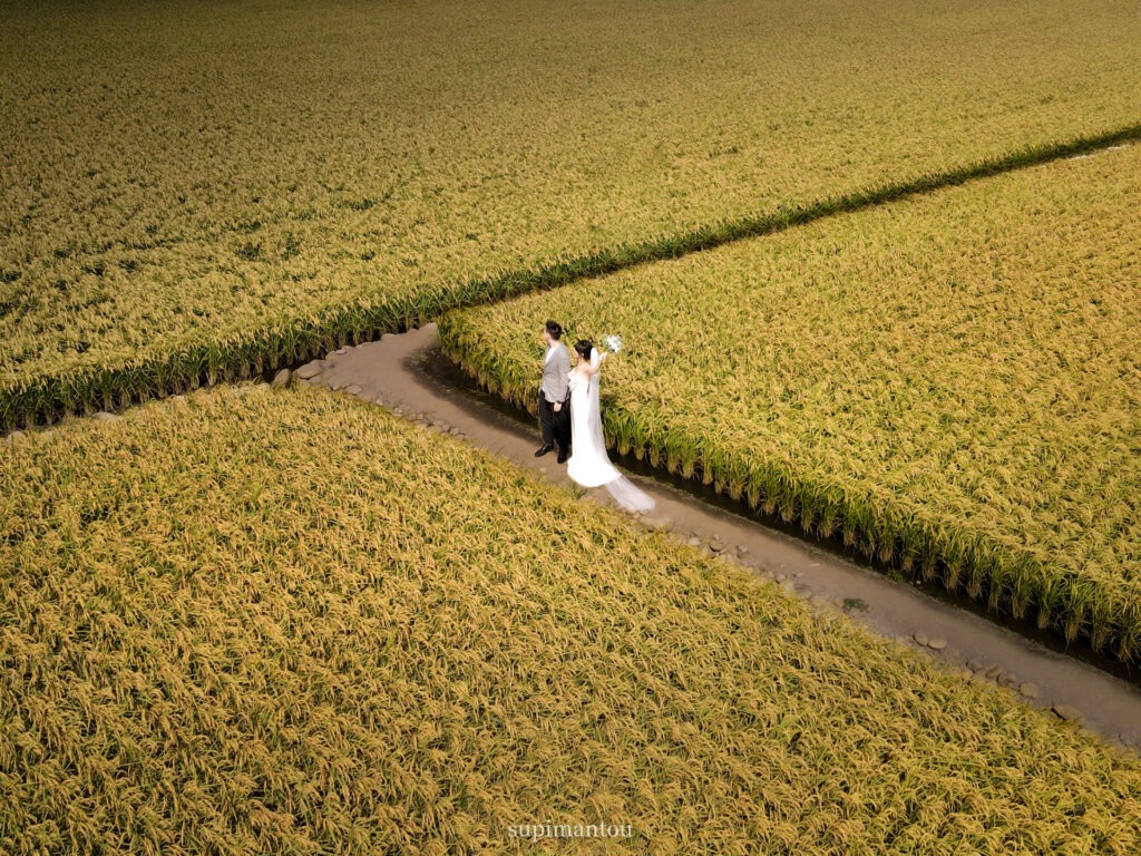 『台中景點』外埔忘憂谷-20多公頃稻田隨著風擺盪的稻浪•四季呈現不同景色