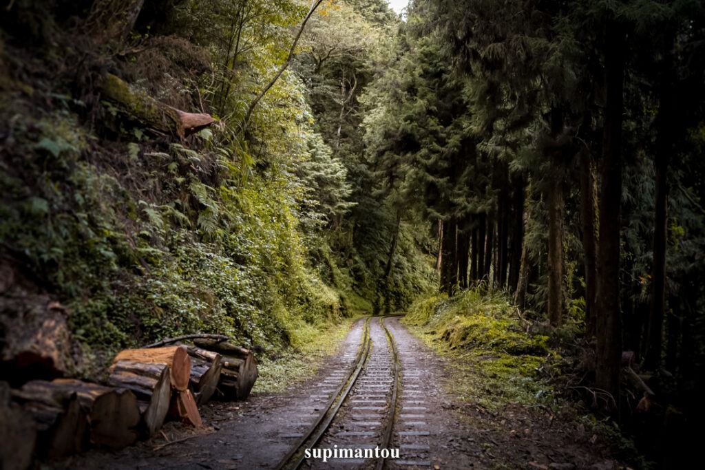 水山巨木步道