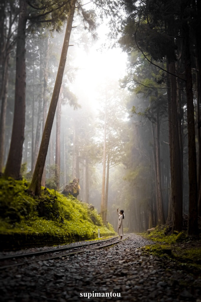 水山巨木步道