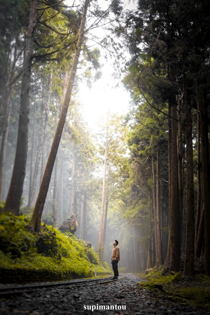 水山巨木步道