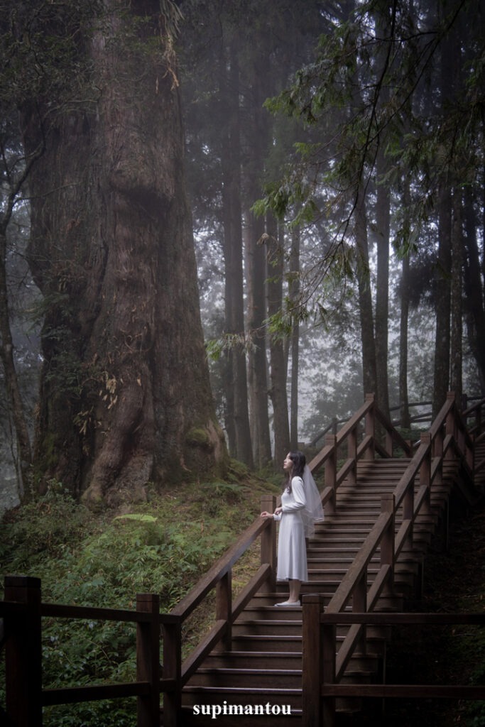 阿里山輕婚紗高聳巨木旁的小棧道
巨木群棧道