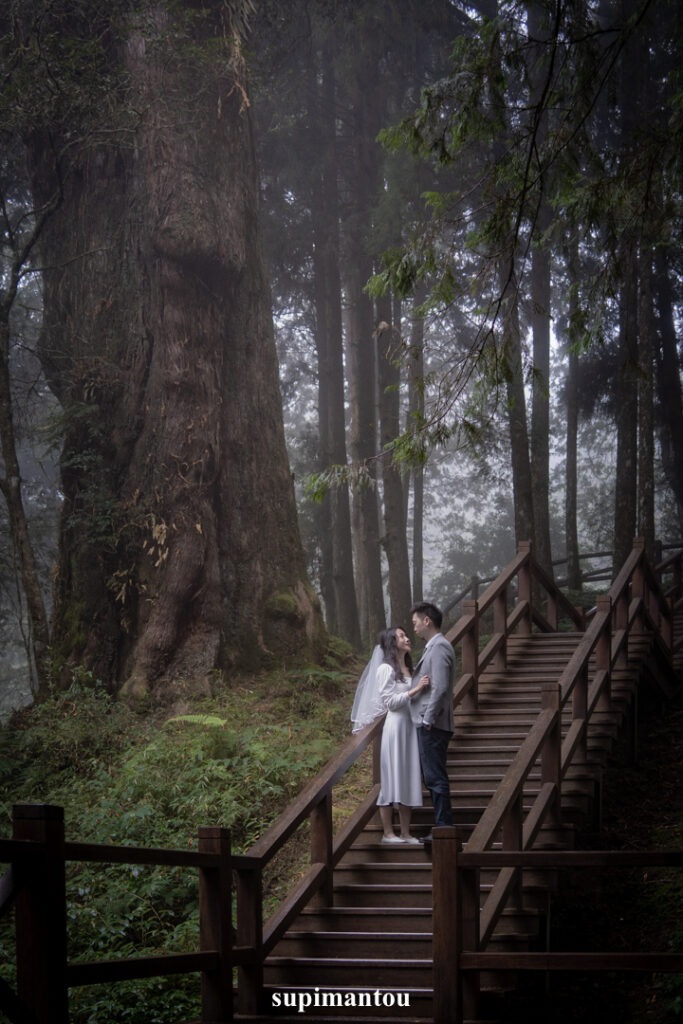 阿里山輕婚紗-高聳巨木旁的小棧道
巨木群棧道