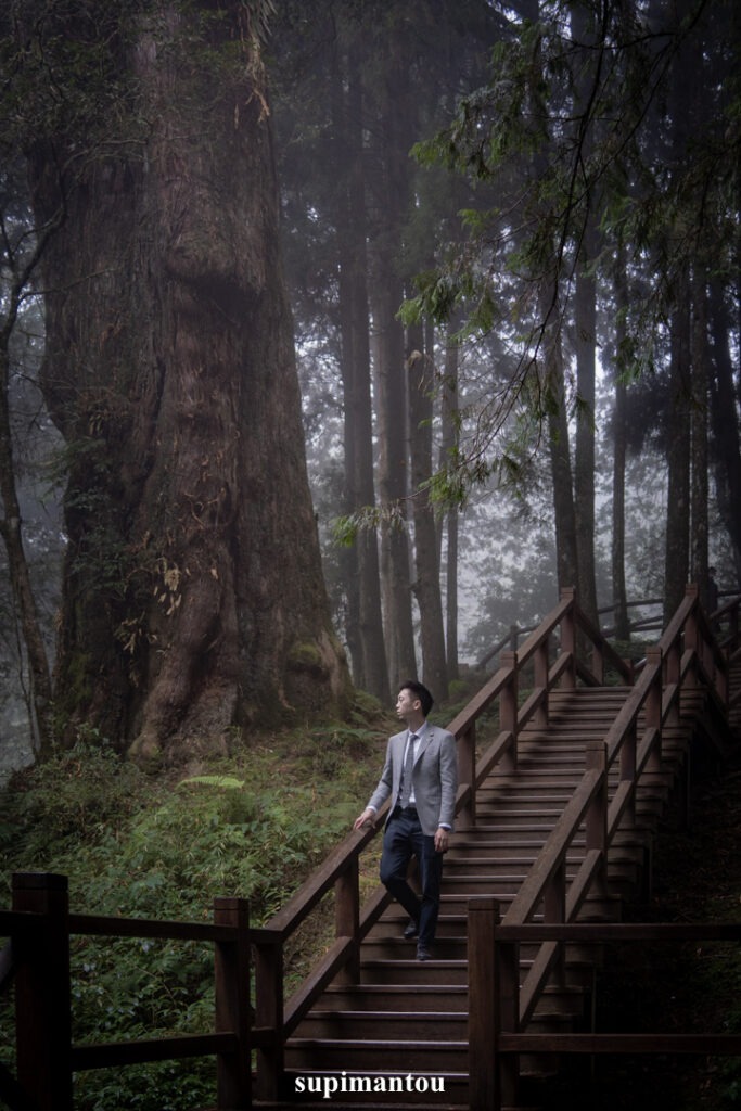 阿里山輕婚紗-高聳巨木旁的小棧道
巨木群棧道